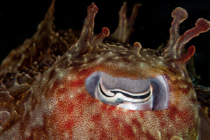 Cuttlefish Eye taken on the D9 Wreck, Cockburn Sound. Can... by Mick Tait 